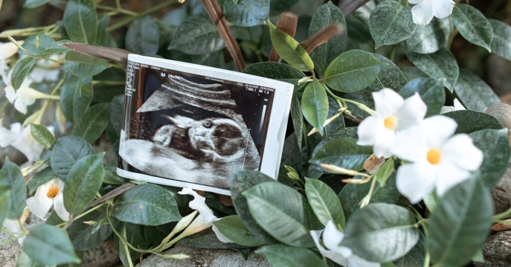 An ultrasound print nestled among green leaves and white flowers, symbolizing new beginnings.